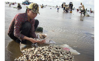 Bến Tre: Hàng trăm tấn ngao chết do độ mặn tăng cao