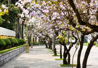 Hoa ban nở rộ giữa lòng Thủ đô
