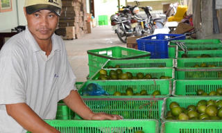 Châu Thành – Hậu Giang: Phát huy thế mạnh kinh tế vườn