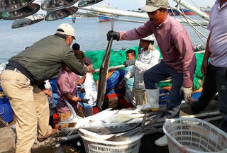 Quảng Trị: Tàu của ngư dân  trúng mẻ cá hơn 7 tỷ đồng