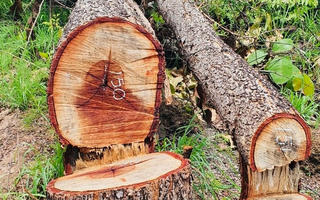 Đắk Lắk:  Khởi tố vụ  hủy hoại rừng gần 400 ha tại huyện Ea Súp