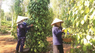 Hồ tiêu tìm thêm đường xuất ngoại