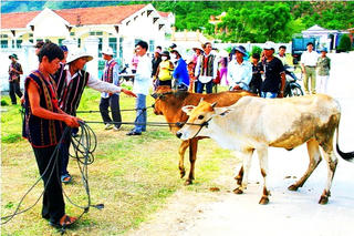 Tặng 61 con bò giống cái cho đồng bào dân tộc thiểu số huyện Vân Canh