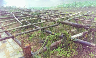 Quảng Bình: 4.500ha cây lương thực, hoa màu thiệt hại nặng do rét