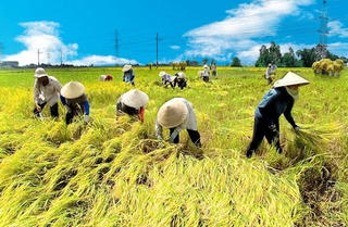 Để nông dân và doanh nghiệp thực hiện đúng hợp đồng