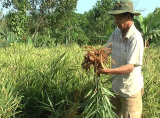 Kỹ thuật trồng gừng