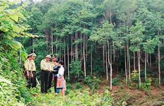 Bảo vệ và phát triển rừng giai đoạn 2011-2020: Kiên quyết thu hồi giấy phép dự án không trồng rừng thay thế