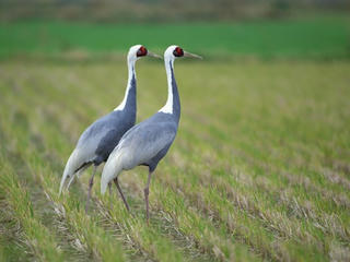 Luận về những loài chim