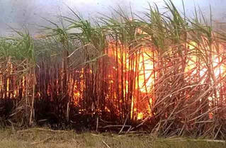 100 ha mía tại Đắk Lắk bị cháy rụi, thiệt hại gần 10 tỷ đồng