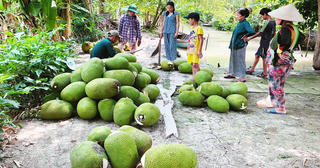 Nông dân Nam Bộ gặp khó vì trái cây ngoại