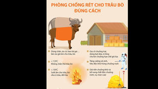 [Infographics] Cách phòng chống rét cho trâu bò đúng cách