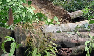 Xử lý nghiêm đối tượng hành hung kiểm lâm
