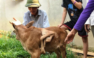LẠ: Bê 7 chân tại Nghệ An