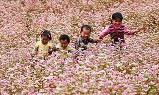 Lễ hội Hoa tam giác mạch sẽ tổ chức vào tháng 10 tới