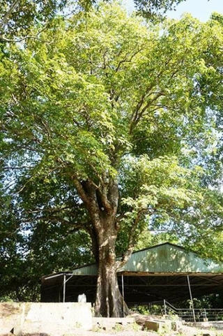 Đồng Tháp có thêm 1 cây di sản
