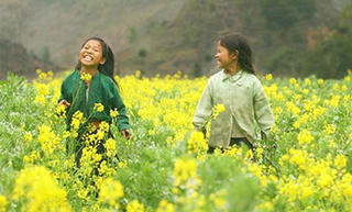 Nhớ thương mùa hoa cải