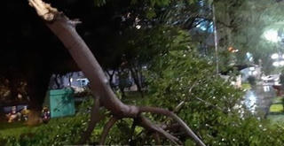 Cần Thơ: Đi câu, người đàn ông bị cây đè tử vong