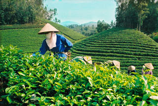 Hơn 220 tỷ đồng phát triển thương hiệu chè Thái Nguyên