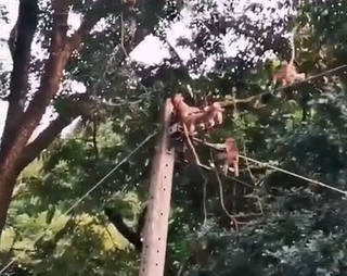 [VIDEO] Đàn khỉ hy sinh thân mình để cứu bạn bị điện giật khiến dân mạng cảm động
