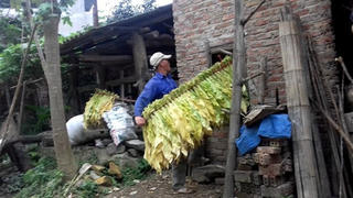 Thông Nông – Cao Bằng: Giảm nghèo từ cây thuốc lá nguyên liệu