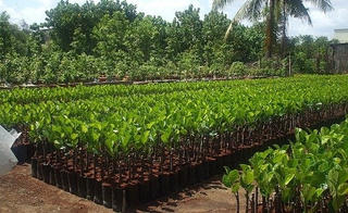 Giảm tới 20% phí bảo hộ giống cây lâm nghiệp
