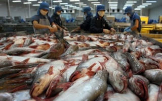 Dự báo xuất khẩu cá tra sang Trung Quốc tăng mạnh