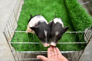 Tăng cường kiểm soát buôn bán, vận chuyển lợn cảnh bất hợp pháp