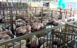 Tiêu hủy toàn bộ số heo xác định bị tiêm thuốc an thần