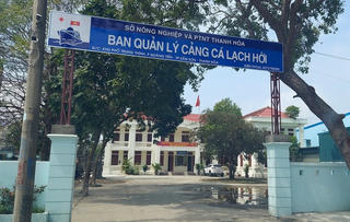 Đình chỉ công tác Giám đốc cảng cá lớn nhất Thanh Hoá vì tham gia đánh bạc
