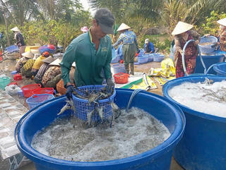 Tôm càng xanh tăng giá, nông dân Cà Mau trúng đậm
