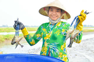 Nông dân An Giang trúng đậm vụ tôm càng xanh