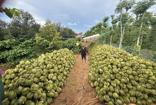 Nâng tầm nông sản Việt