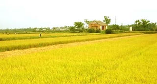 Quán gió giữa đồng
