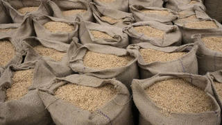 Giá gạo toàn cầu lao dốc vì nguồn cung dư thừa