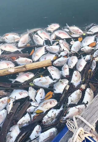 Quảng Ninh: Cảnh báo tình trạng cá lồng bè chết hàng loạt ở Đặc khu Vân Đồn