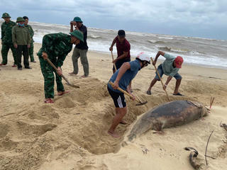 Quảng Trị: Phát hiện xác cá heo nặng 150 kg trôi vào bãi biển