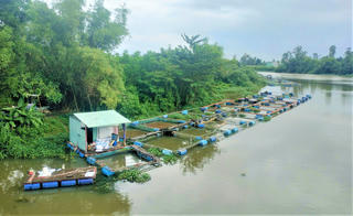 Đà Nẵng: Di dời lồng bè cá khi hồ Phú Ninh xả nước điều tiết
 