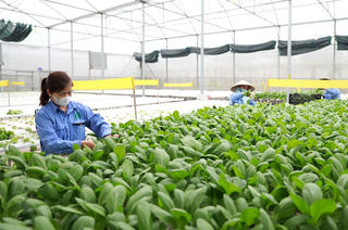 Hà Nội: Thúc đẩy nông thôn số, xây dựng nông thôn mới hiện đại
