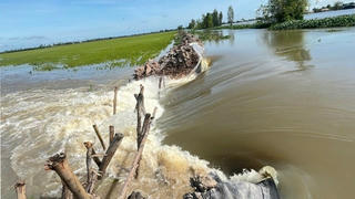 Tây Ninh: Vỡ đê cảnh báo nguy cơ lũ tiếp tục đe dọa nhiều vùng trồng trọt