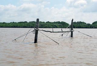 Về miền Tây săn cá ngát