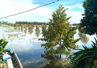 Cảnh báo hệ lụy từ chuyển đổi cây trồng