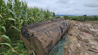 Gia Lai: Làm rõ vụ dùng máy móc đào bờ sông Ayun khai thác gỗ khủng