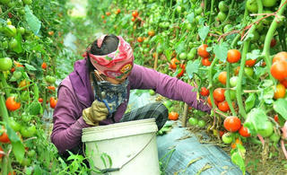 Nâng tầm sản phẩm nhờ truy xuất nguồn gốc