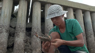 Mưu sinh ở bãi bồi ven biển miền Tây