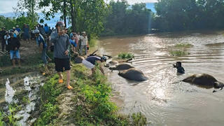 Đắk Lắk: 23 con trâu bị ngạt nước chết ngoài đồng