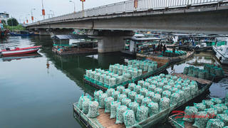 Ngư dân Quảng Ninh trúng mùa nghêu trắng