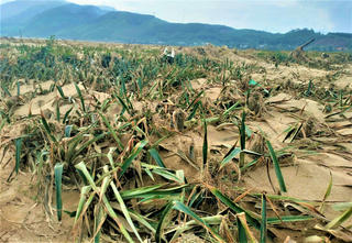 Hà Nha xơ xác sau trận lũ lịch sử