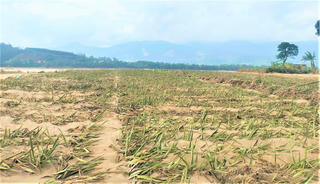 Đà Nẵng: Hàng chục ha đất hoa màu bị bồi lấp sau lũ