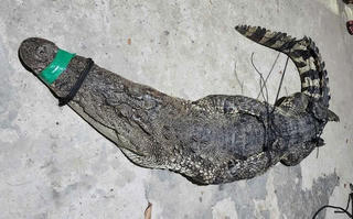 Tây Ninh: Người dân liên tiếp bắt được cá sấu ngoài tự nhiên