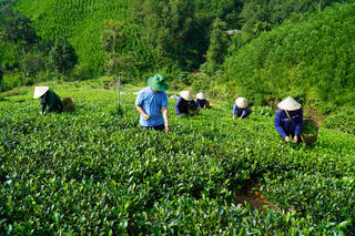 Người dân thoát nghèo nhờ cây chè Bình Sơn